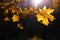 Bright autumn mapple leaves on dark background, beautiful lighting