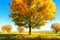 Bright autumn nature landscape. Beautiful colorful trees on sunny october day. Fall. Golden trees on grassy meadow