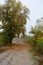 Bright autumn nature with yellow leaves and green trees are located along the road and the old paving alley.