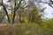 Bright autumn nature with yellow leaves and green trees are located along the road and the old paving alley.