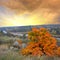 Bright autumn tree on red sunset background