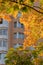 Bright autumn trees against the background of multi-storey windows. Vertical photo. Idea - golden autumn in the city