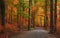 Bright autumn trees by scenic walking trail