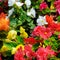 Bright background of blooming begonias.
