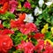 Bright background of blooming begonias. Focus on the foreground.