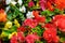 Bright background of blooming begonias. Focus on the foreground.