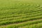 Bright background juicy, green wheat sown in field, cereal plants outdoors, agriculture, agronomy.