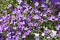 Bright Background of Small Purple flowers