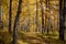 Bright beautiful birch grove in autumn