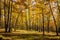 Bright beautiful birch grove in autumn