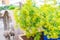 Bright, beautiful, blooming and yellow dill flowers being sold as an herb ingredient at a farm stand farmer`s market. Flowers ar