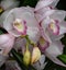 A Bright Beautiful Bunch of Orchids