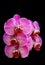 Bright and beautiful bunch of phalaenopsis blume orchids