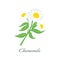 Bright and Beautiful Chamomile Flower or White Daisy Signs of Spring and Summer