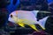 Bright beautiful fish snapper sailing, Symphorichthys spilurus, swims in the aquarium. Marine life