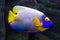 Bright beautiful Fish yellow angel Pomacanthus xanthometopon swims on a background of blue water. Marine life