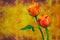 Bright and beautiful flaming red orange roses against dark abstract grunge background