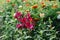 Bright beautiful flowers Snapdragon fuchsia grow in the summer in the garden on the bed. Selective focus