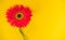 Bright beautiful gerbera flowers on sunny yellow background. Concept of warm summer and early autumn. Place for text, lettering or