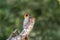 A Bright, Beautiful Golden-cheeked Woodpecker Melanerpes chrysogenys Perched on a Thick Branch in Jalisco, Mexico