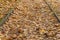 A bright beautiful horizontal texture of dry brown and yellow autumn maple and oak leaves and gray sticks on the gray soil trail