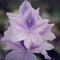 Bright Beautiful Lavender Water Hyacinth Flower