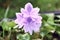 Bright Beautiful Lavender Water Hyacinth Flower