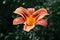 Bright beautiful orange daylily flower on a green background. Lily, hemerocallis with yellow black stamens and orange