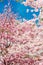Bright and beautiful pink cherry blossom sakura and blue sky.