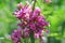 Bright beautiful pink inflorescence flower