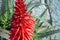 Bright beautiful red aloe flower Aloe Bellatula against a white wall in Nice Park. Useful medicinal plant. Succulents