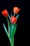 Bright and beautiful red orange tulips against black background
