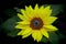 Bright and beautiful sunflower