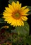 Bright and Beautiful Sunflower in Flower Garden