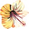 Bright beautiful tender sophisticated lovely tropical hawaii floral summer tropic light pink and yellow hibiscus seamless i