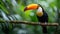 A bright beautiful toucan bird sits on a branch. Green tropical forest background blurred from behind