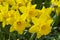Bright beautiful yellow daffodils