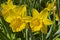 Bright beautiful yellow daffodils