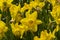 Bright beautiful yellow daffodils