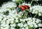Bright Bee beetle (Trichodes apiarius).