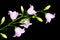 Bright bell flowers isolated on black background