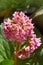 Bright Bergenia, known also as Bergenia cordifolia - cone-shaped flowers with green leaves