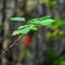 Bright berries of wild red currant on a branch of a Bush with a small web ripen under green leaves in the sunlight in the autumn a