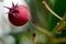 Bright berry on a colored background. Macro