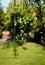 Bright Birch Branches With Green Leaves In Afternoon Sunlight