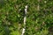 Bright birch branches in the sunlight