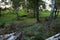 Bright Birch Grove with Fern and Grass, open Countryside Landscape