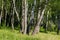 Bright birch grove on a summer day