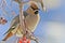 Bright bird Waxwing on a Rowan branch with the red