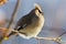 Bright bird Waxwing on a Rowan branch. Winter.